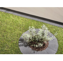 Espace vert avec gazon et rondelle d'arbre plantée en pavés de béton