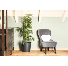 Scène d'intérieur avec plante d'intérieur en pot et fauteuil gris avec coussin