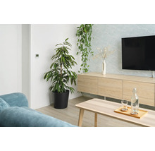 Salon avec plantes d'intérieur, meuble TV et table basse