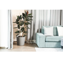 Salon avec caoutchouc dans un pot et un canapé