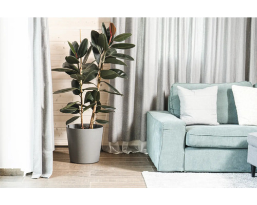 Salon avec caoutchouc dans un pot et un canapé