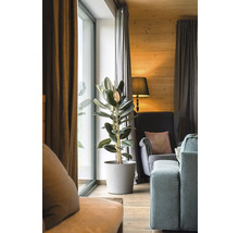 Salon avec caoutchouc en pot, fauteuil et rideaux