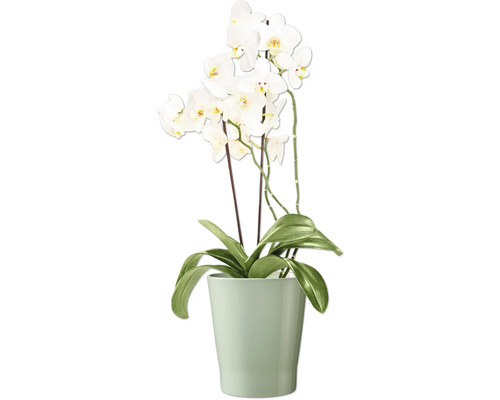 Orchidée en pot