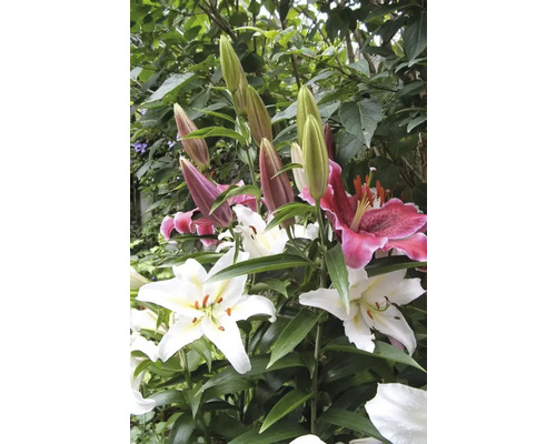 Nahaufnahme von Lilienblüten und -knospen im Garten