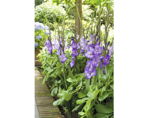 Gruppe blühender Gladiole im Gartenbeet