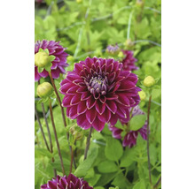 Gros plan sur un dahlia pourpre dans le jardin.