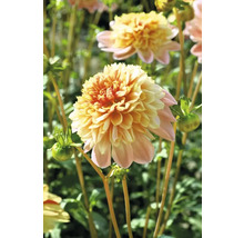 Nahaufnahme einer gelb-rosa Dahlienblüte im Garten.