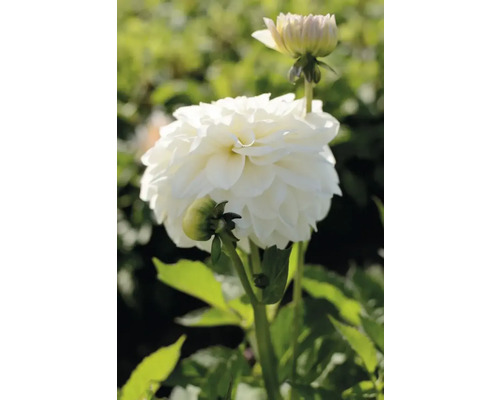 Nahaufnahme einer weißen Dahlie im Garten.