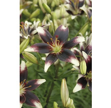 Nahaufnahme von Lilienblüten mit dunklen Blütenblättern und hellen Spitzen