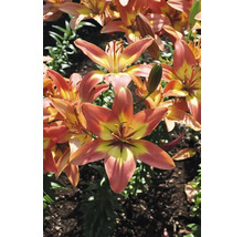 Nahaufnahme von Tigerlilien im Garten.