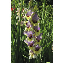 Blühende Gladiole im Garten