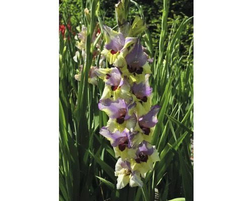 Blühende Gladiole im Garten