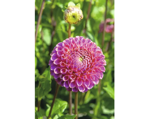 Gros plan d'un dahlia rose dans le jardin.