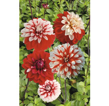 Rote und weisse Dahlienblüten im Garten.