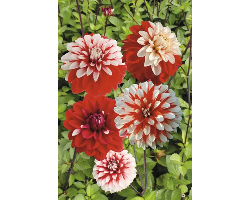 Rote und weisse Dahlienblüten im Garten.