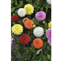 Dahlias à fleurs rondes dans une plate-bande de jardin