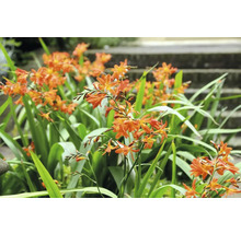 Gros plan de fleurs de Crocosmia dans le jardin