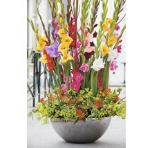 Grand arrangement floral avec des glaïeuls dans un vase rond