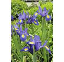 Fleurs d'iris dans un parterre de jardin