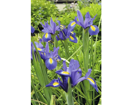 Fleurs d'iris dans un parterre de jardin