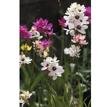 Gros plan d'un groupe de fleurs d'arlequin dans le jardin.