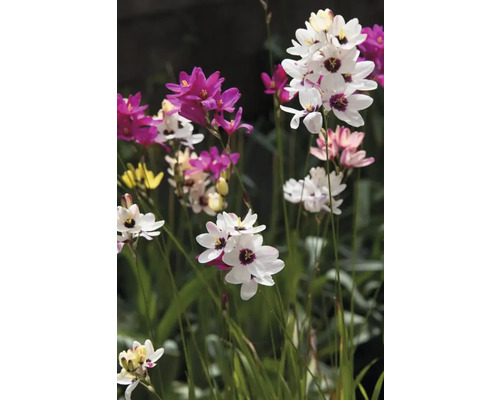 Gros plan d'un groupe de fleurs d'arlequin dans le jardin.
