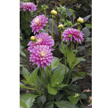 Gros plan d'une fleur de dahlia rose dans le jardin