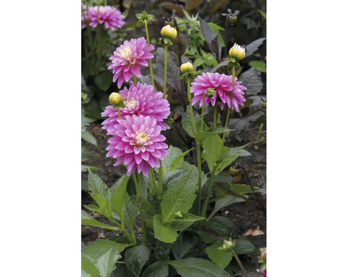 Gros plan d'une fleur de dahlia rose dans le jardin