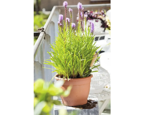 Liatris en fleurs dans un pot de fleurs