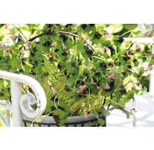 Trèfle à quatre feuilles avec des feuilles à quatre folioles et de petites fleurs dans un pot sur une balustrade