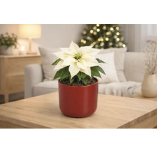 Poinsettia à feuilles blanches dans un cache-pot rouge sur une table en bois