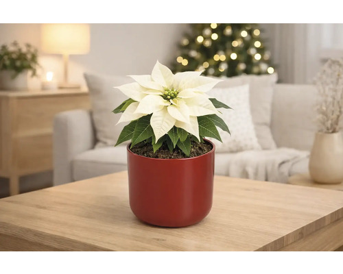 Poinsettia à feuilles blanches dans un cache-pot rouge sur une table en bois