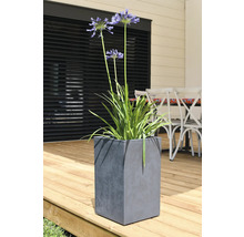 Afrikanische Schmucklilie in einem grauen, würfelförmigen Pflanzgefäß auf einer Holzterrasse