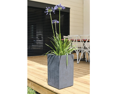 Afrikanische Schmucklilie in einem grauen, würfelförmigen Pflanzgefäß auf einer Holzterrasse