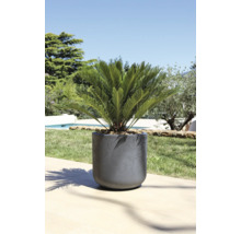 Pot de fleurs avec plante ornementale en extérieur