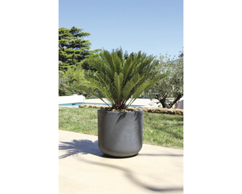 Pot de fleurs avec plante ornementale en extérieur