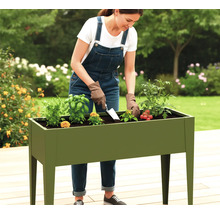 Femme plantant des légumes et des herbes aromatiques dans un potager surélevé dans le jardin.