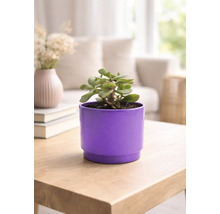 Plante d'intérieur dans un pot de fleurs violet sur une table