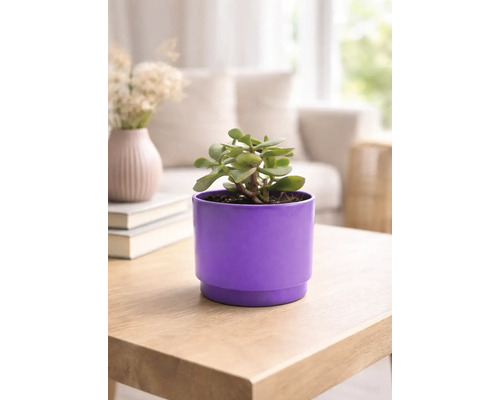 Plante d'intérieur dans un pot de fleurs violet sur une table