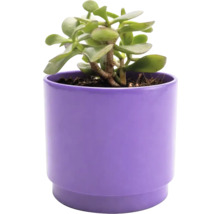 Arbre de Jade en pot