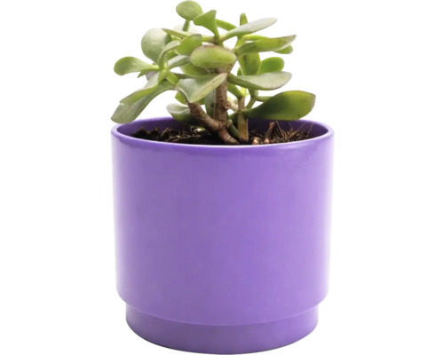 Arbre de Jade en pot