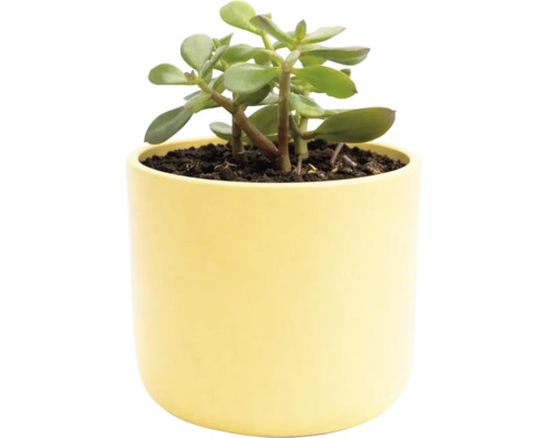 Plante d'intérieur dans un pot jaune