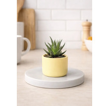 Plante d'intérieur Haworthia en pot sur support