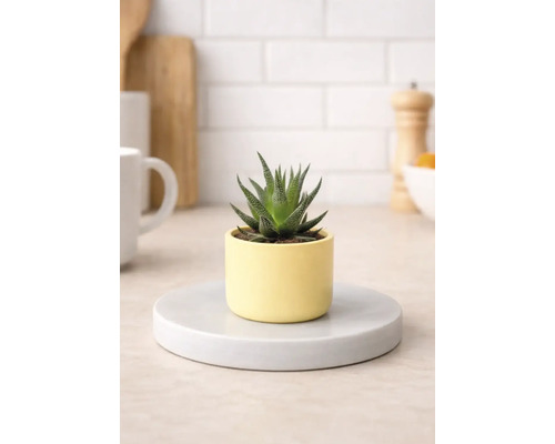 Plante d'intérieur Haworthia en pot sur support