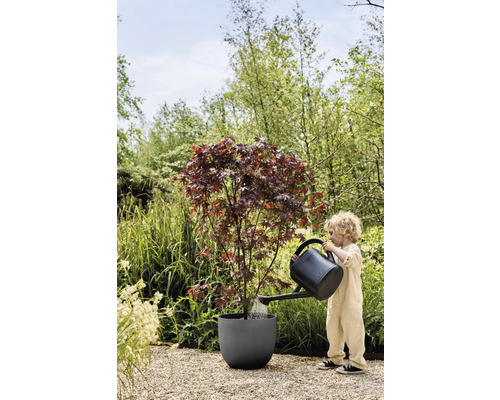 Enfant arrosant un érable dans un pot avec un arrosoir dans le jardin.