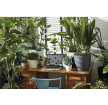Coin bureau lumineux avec bureau, ordinateur portable et nombreuses plantes d'intérieur en pot