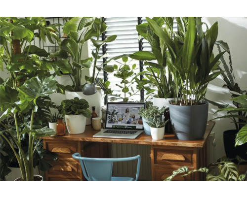 Coin bureau lumineux avec bureau, ordinateur portable et nombreuses plantes d'intérieur en pot