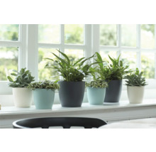 Diverses plantes d'intérieur en pot sur un rebord de fenêtre.