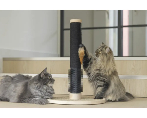 Zwei Katzen und ein Kratzbaum mit Spielzeug