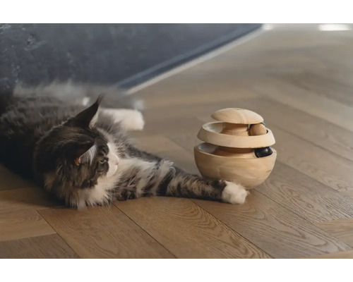 Maine-Coon-Katze liegt neben einem interaktiven Holzspielzeug auf einem Holzboden